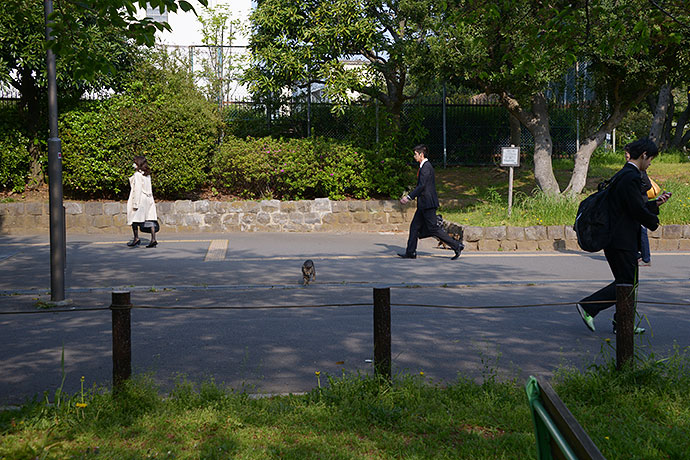 街のねこたち