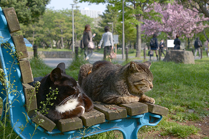 街のねこたち