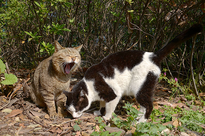 街のねこたち