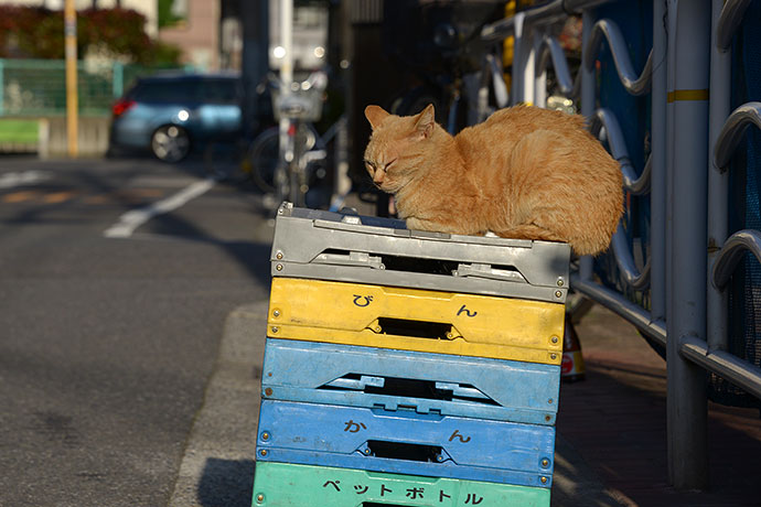 街のねこたち