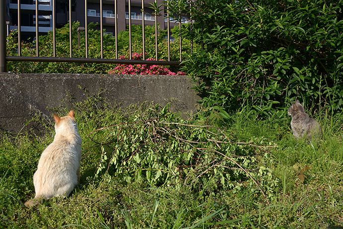 街のねこたち