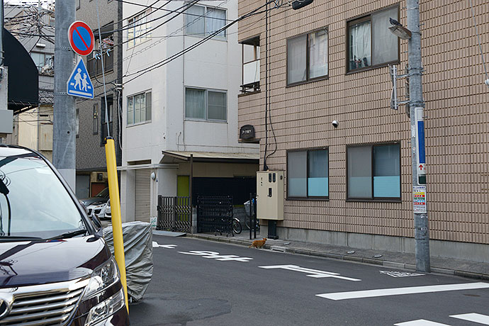 街のねこたち