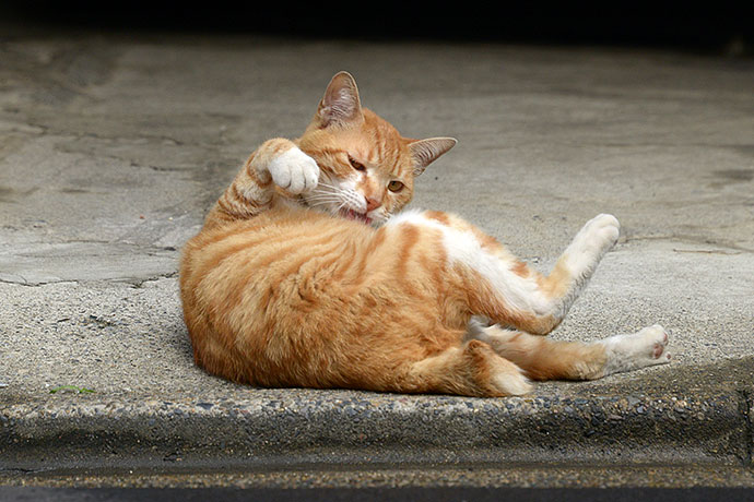 街のねこたち