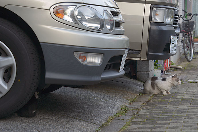 街のねこたち
