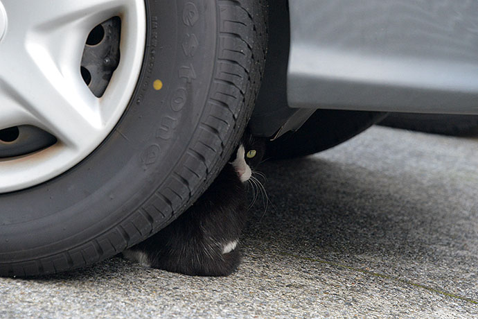 街のねこたち