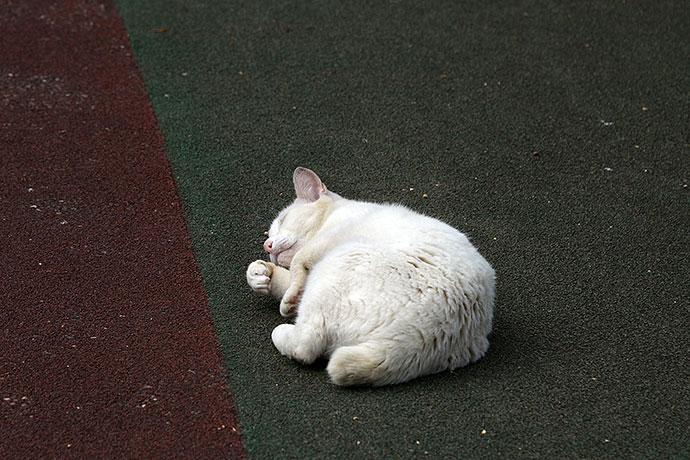 街のねこたち