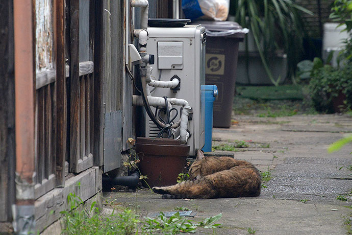 街のねこたち