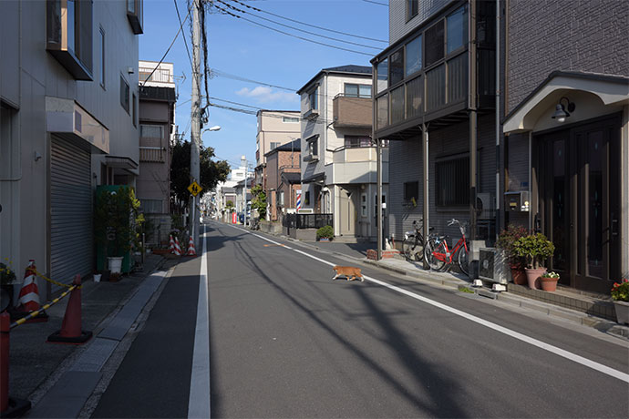 街のねこたち