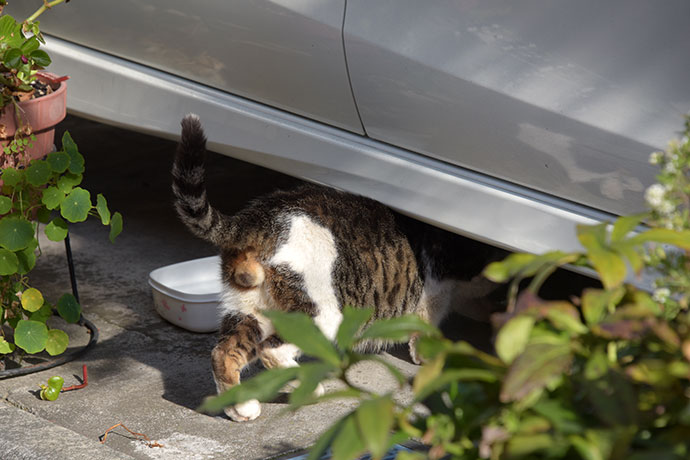 街のねこたち