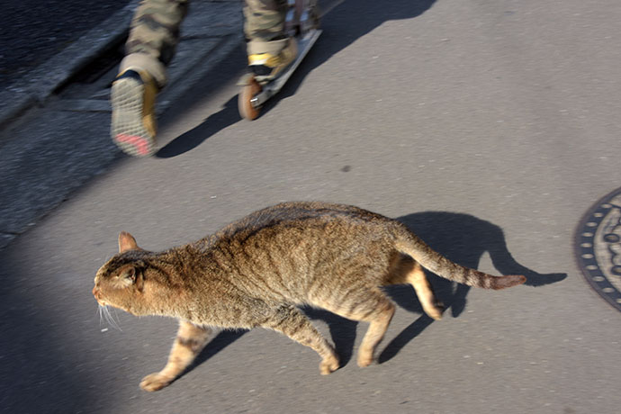 街のねこたち