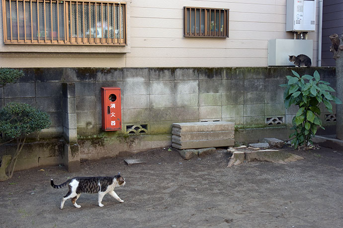 街のねこたち