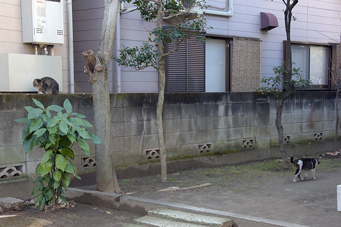 街のねこたち