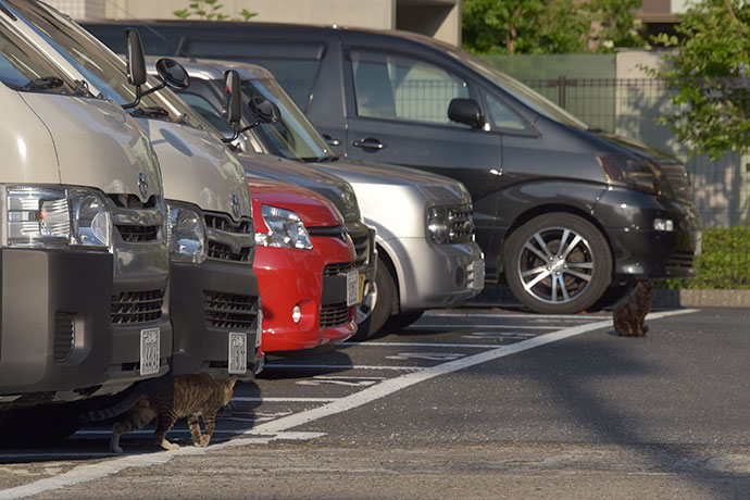 街のねこたち