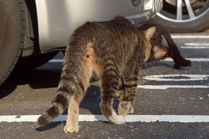 街のねこたち