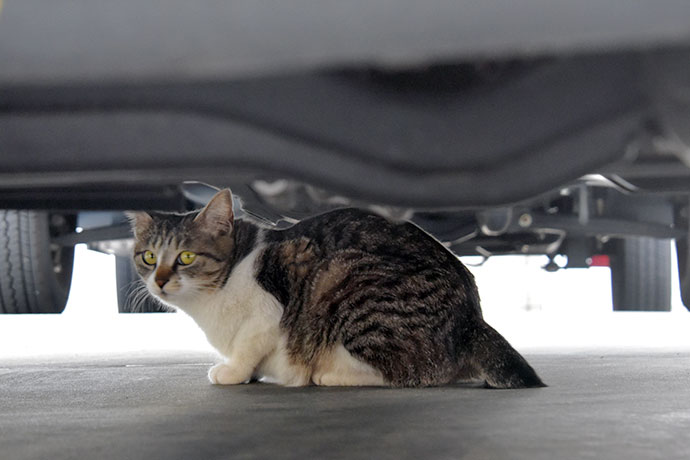 街のねこたち