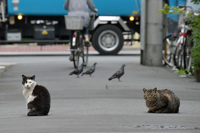 街のねこたち