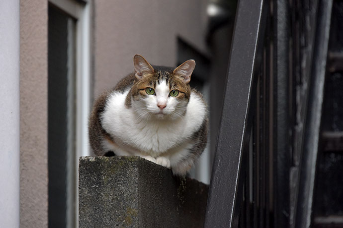 街のねこたち
