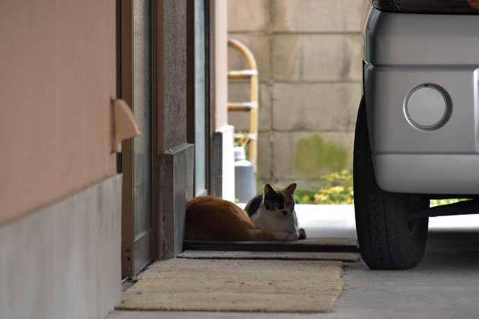 街のねこたち
