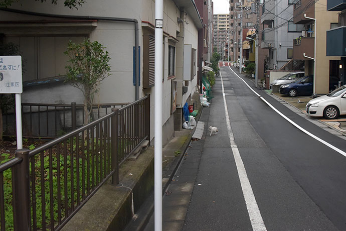 街のねこたち
