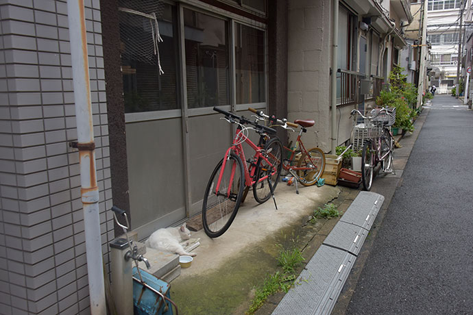 街のねこたち