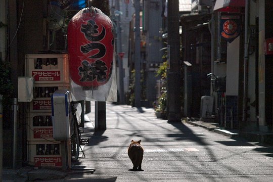 街のねこたち