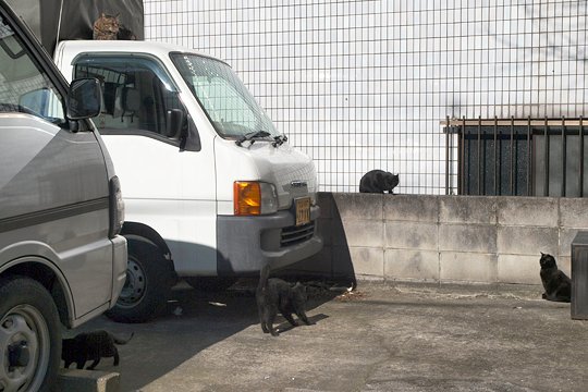 街のねこたち