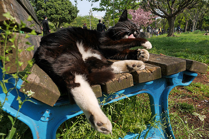 街のねこたち