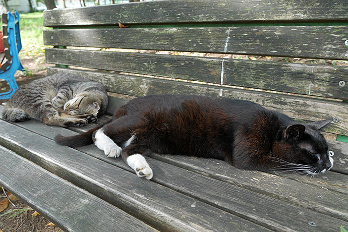 街のねこたち