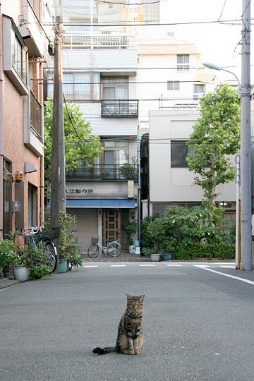 街のねこたち