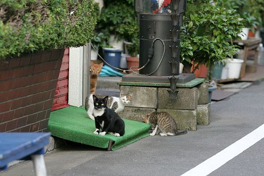 街のねこたち