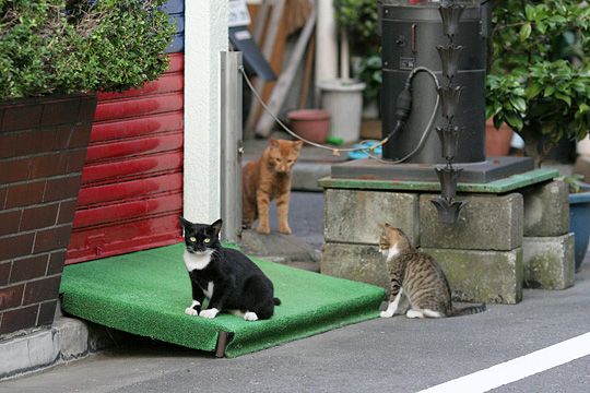 街のねこたち