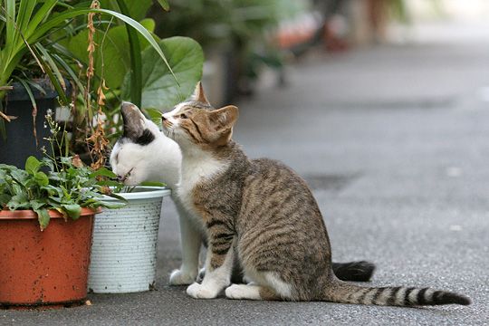 街のねこたち