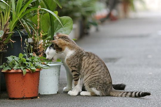 街のねこたち