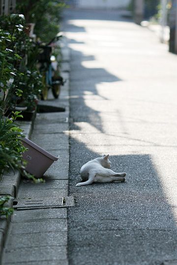 街のねこたち