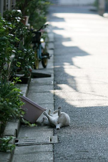 街のねこたち