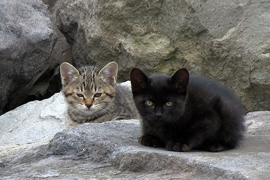 街のねこたち