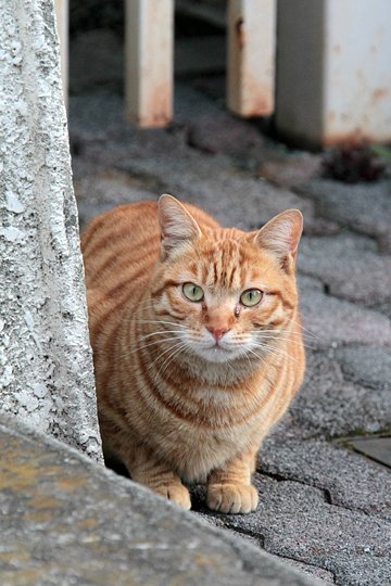 街のねこたち