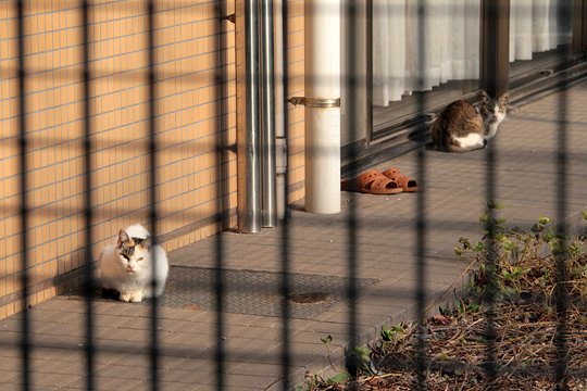 街のねこたち