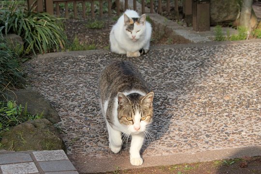 街のねこたち