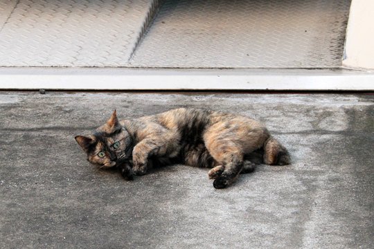 街のねこたち