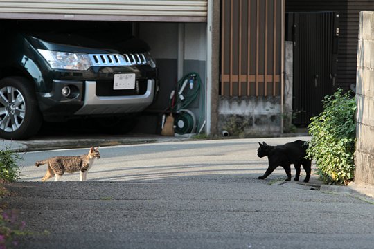 街のねこたち