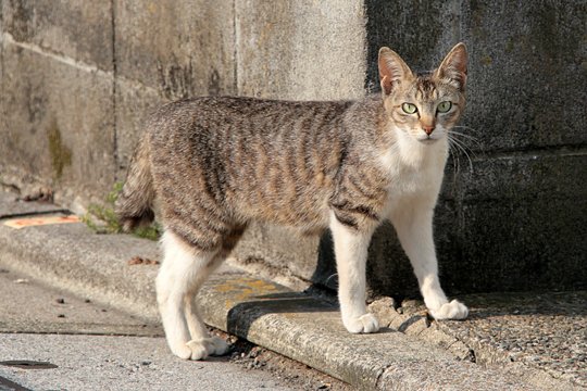 街のねこたち