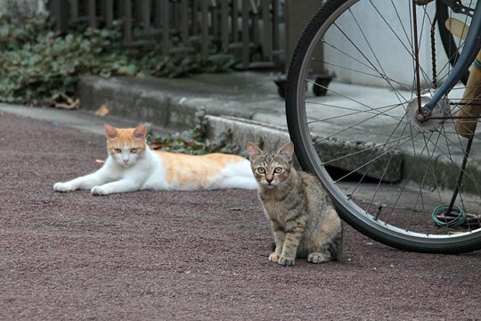街のねこたち
