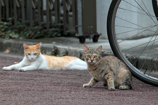 街のねこたち