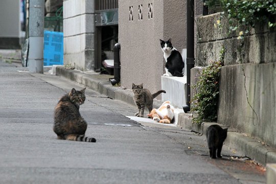 街のねこたち