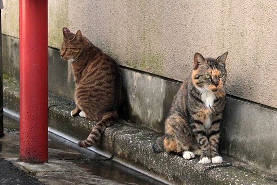 街のねこたち