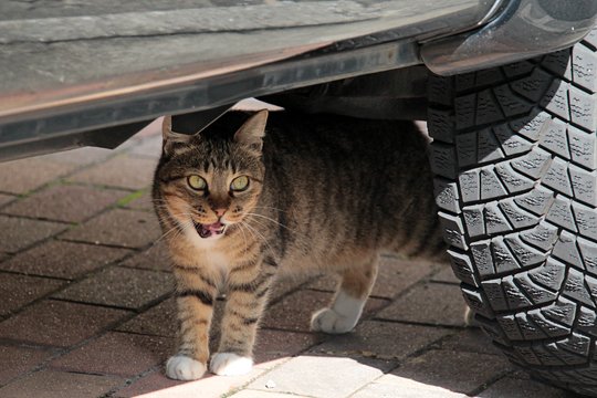 街のねこたち