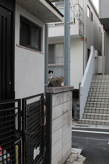 街のねこたち