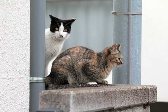 街のねこたち