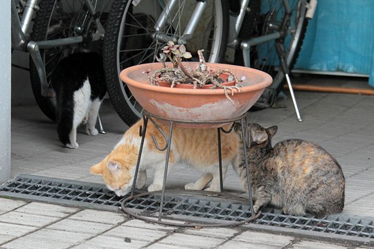 街のねこたち